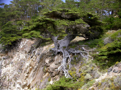 Photo taken at Point Lobos © 2009 Keir Morse. 